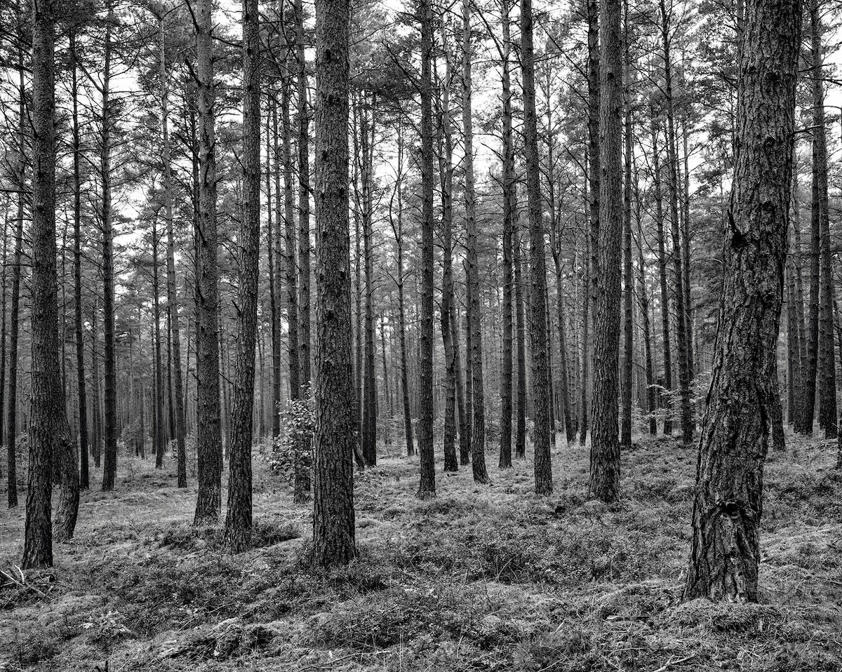 Anne Heinlein, Wald bei Krienke, 2020