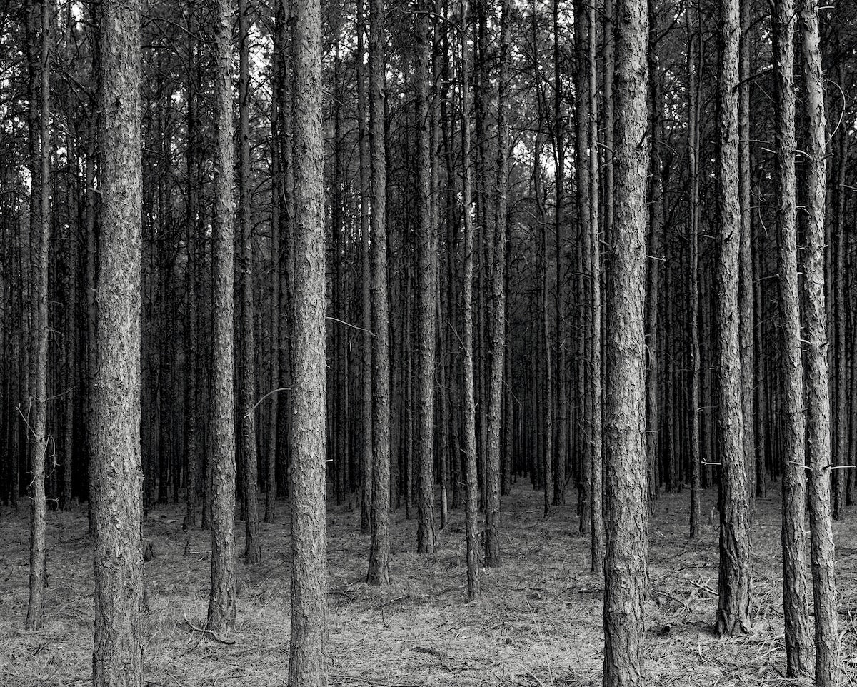 Anne Heinlein, Waldstück, Lieberoser Heide, 2018