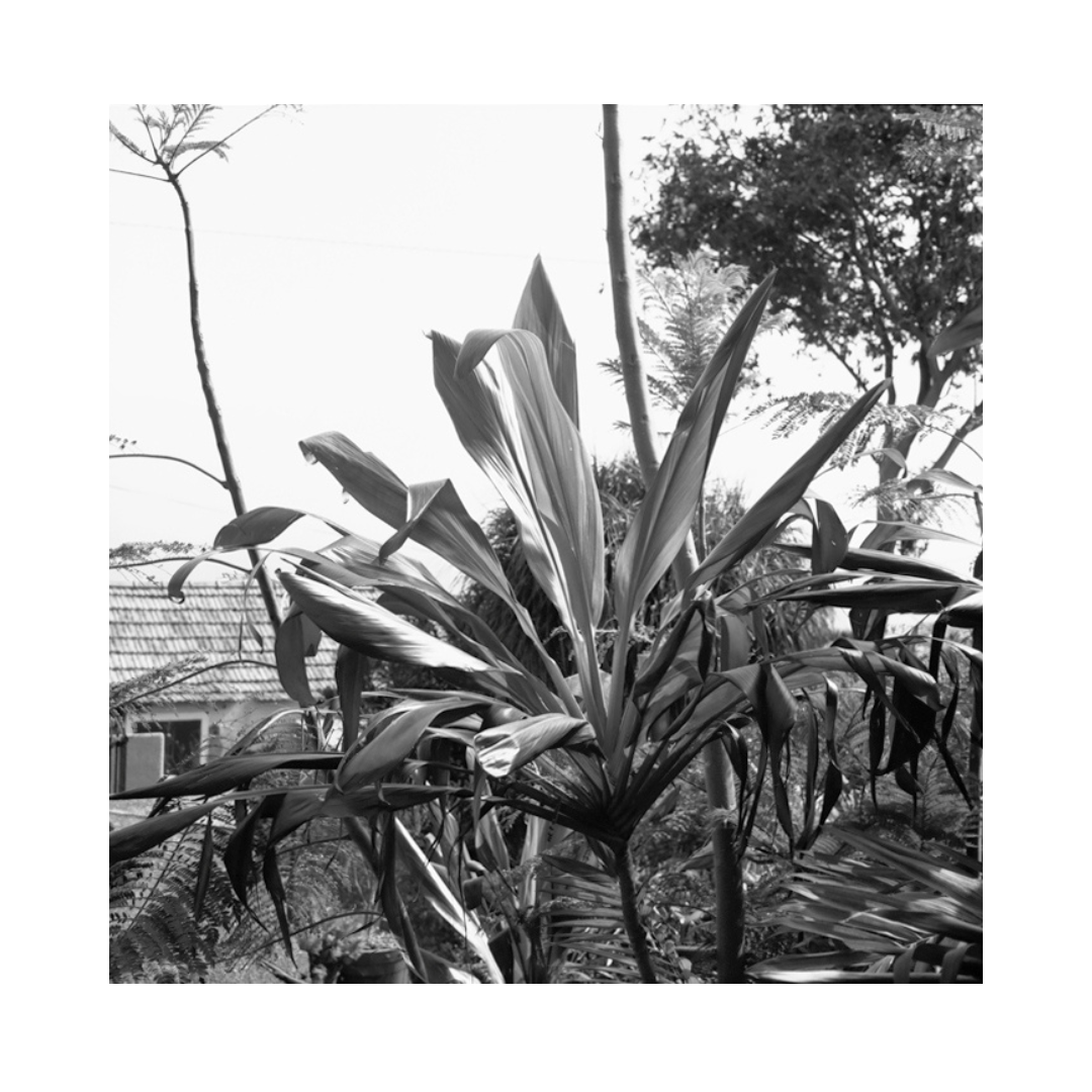 Nadine Ethner „Madeira Caniço Plant“